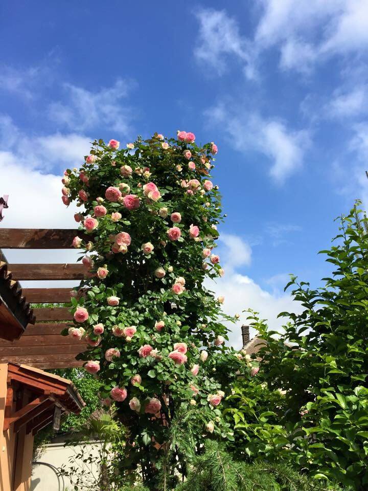 Khu vườn của chị Thảo ở nước ngoài luôn rực rỡ sắc màu với 30 loại hoa hồng nở quanh năm trên bờ rào, cổng nhà hay cạnh bờ ao.