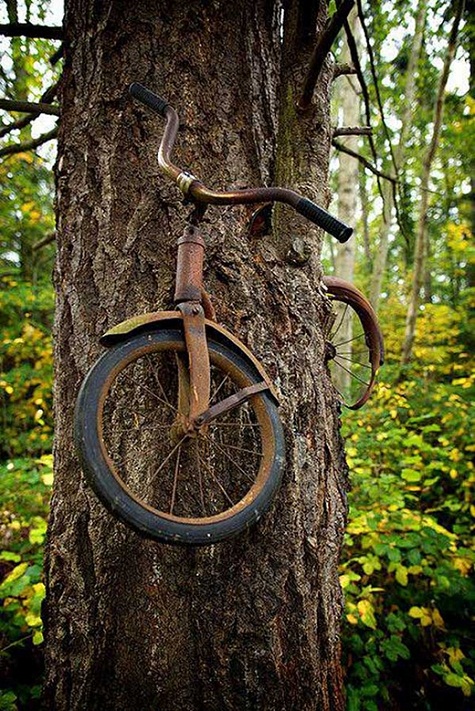 Năm 1914, một chàng trai đã xích chiếc xe đạp của mình vào thân cây trước khi ra chiến trận. Chàng trai không trở lại còn chiếc xe thì gắn chặt vào thân cây như một phần của nó.