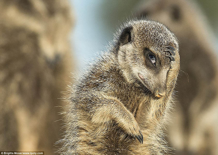 Bức hình giành giải đặc biệt ở hạng mục ảnh thiên nhiên và môi trường là của Brigitta Moser, nhiếp ảnh gia từ Áo – ghi lại một chú meercat đáng yêu vào buổi sớm mai ở Little Karoo, Nam Phi.