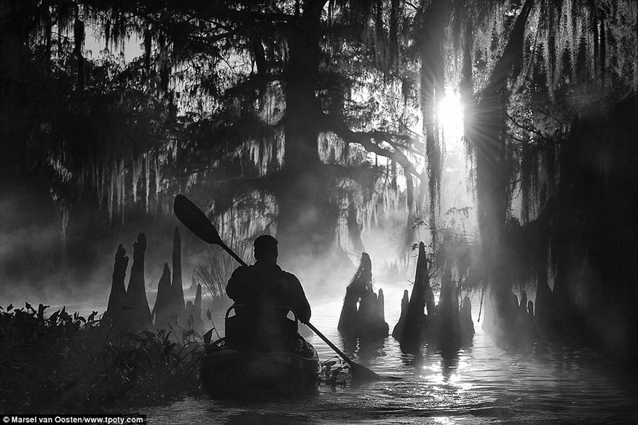 Nhiếp ảnh gia Hà Lan Marsel van Oosten đã giành giải chung cuộc với tấm hình chụp người đàn ông chèo thuyền dọc những cây Cypress khổng lồ trong một buổi sáng mù sương tại vùng đất ngập nước lớn nhất Mỹ Atchafalaya, Lousiana.