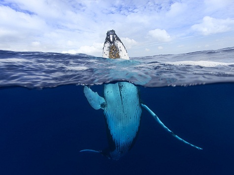 11. Cá voi lưng gù, Tonga: Một con cá voi lưng gù quý hiếm đang ngoi lên khỏi mặt nước ở Tonga. Hàng năm, loài cá voi lưng gù này di cư từ Bắc Cực đến Tonga và sẽ ở lại đây khoảng 5 tháng. Ảnh: Craig Parry.