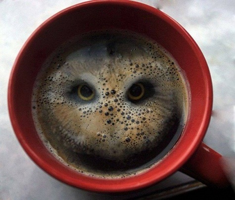 Một chú cú vọ được tạo thành từ bọt cafe.