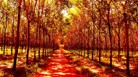 Nhật Bản, Hàn Quốc, Australia, Mỹ, Canada... nổi tiếng với những mùa lá đỏ. Hà Nội cũng có một mùa: \'cây cơm nguội vàng, cây bàng lá đỏ\'...