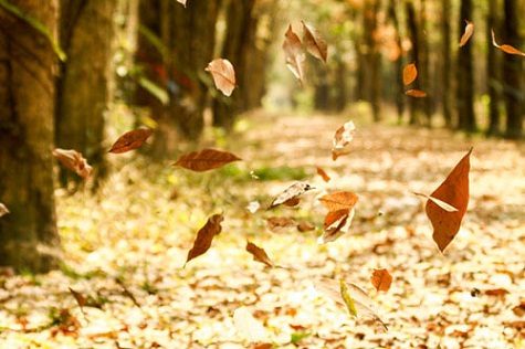 Ở phương Nam, vào khoảng cuối đông đầu xuân (từ tháng 12 cho đến tháng 3 năm sau), cũng có một mùa lá đỏ, đó là mùa những cánh rừng cao su đồng loạt thay lá.