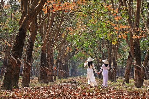 Các nhiếp ảnh gia cuối tuần thường phóng xe máy cùng bạn bè xuống khu vực có rừng cao su đẹp và lớn ở huyện Dầu Tiếng, Tân Uyên, Bến Cát (Bình Dương) để săn những khoảnh khắc đẹp nhất của rừng cây mùa thay lá.