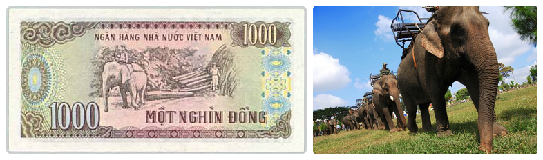 1000 đồng: Hình ảnh người lao động cưỡi voi khai thác gỗ tại Tây Nguyên.