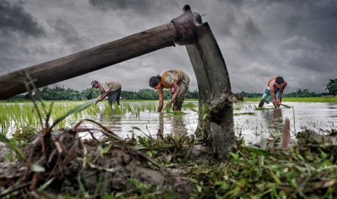 Dù ở bất kỳ đâu, ở mọi quốc gia nào thì con người đều phải lao động, mưu sinh. Bức ảnh trên là cảnh người nông dân Ấn Độ, đang cấy lúa ở Tây Bengal. (Ảnh Sujan Sarkar)