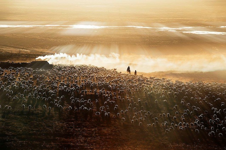 Bức ảnh truyệt đẹp này khắc học một buổi sáng chăn cừu của một gia đình nông dân Trung Quốc. (Ảnh Cao Liming)