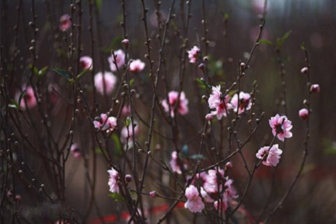Cành đào phai mang hơi ấm của mùa xuân đến giữa đông giá rét.