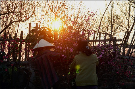 Ngay từ sáng tinh mơ, những người nông dân đã dậy cắt hoa mang vào thành phố giao cho các sạp hoa trong chợ.