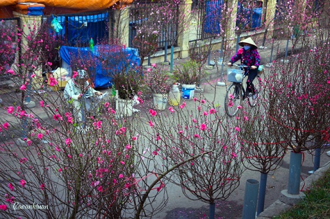Không chỉ tại chợ hoa Nhật Tân, ngay trên ven đường Âu Cơ, Nghi Tàm cũng bày bán rất nhiều loại hoa.