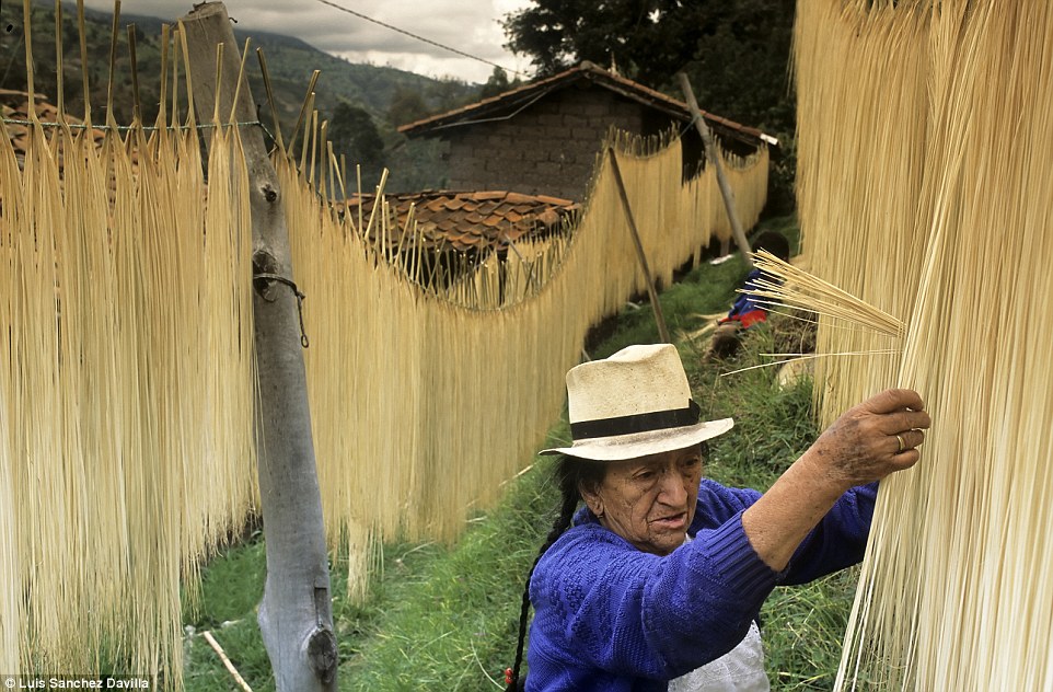 Trong ảnh là người phụ nữ trung niên ở Ecuador đang hong khô vật liệu dùng làm những chiếc mũ Panama đặc trưng.
