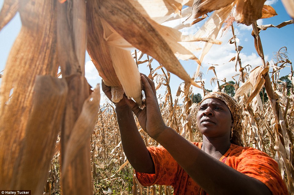 Một phụ nữ đang thu hoạch ngô trên cánh đồng ở Tanzania (Ảnh Hailey Tucker).