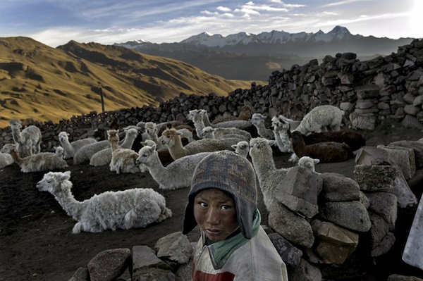 Một cậu bé người Tây Tạng đang đi chăn cừu vào sáng sớm.