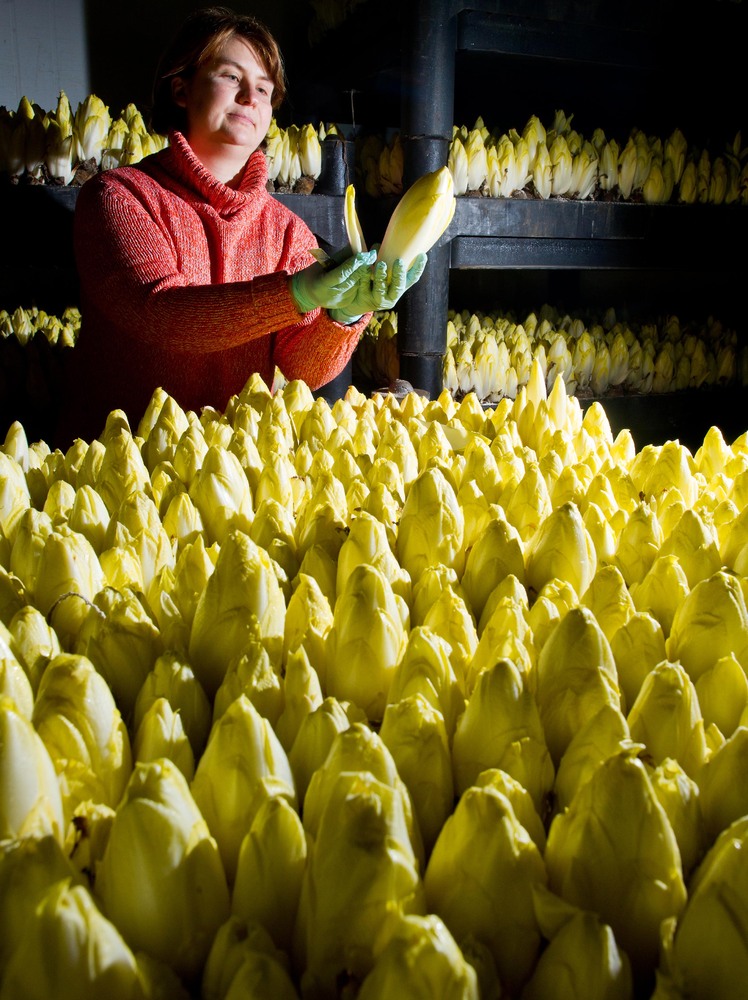Mandy Diehr, nhân viên của trang trại Landgut Pretschen, đang kiểm tra sự trưởng thành của cây rau diếp xoăn tại Pretschen, miền đông nước Đức. (Ảnh: PATRICK PLEUL/AFP/Getty Images)