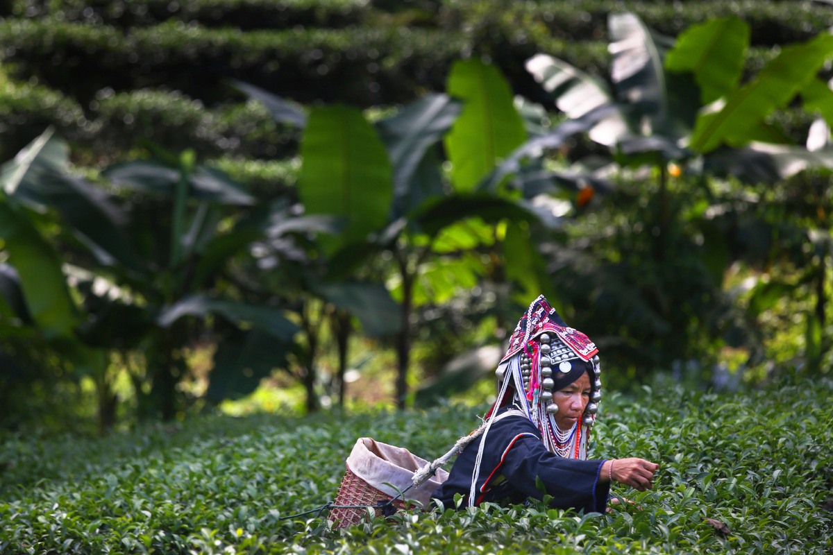 Một người phụ nữ đang hái lá trà trong một vụ thu hoạch trà tại nông trại Suwirun, Chiang Rai, Thái Lan. (Ảnh: Paula Bronstein/Getty Images)