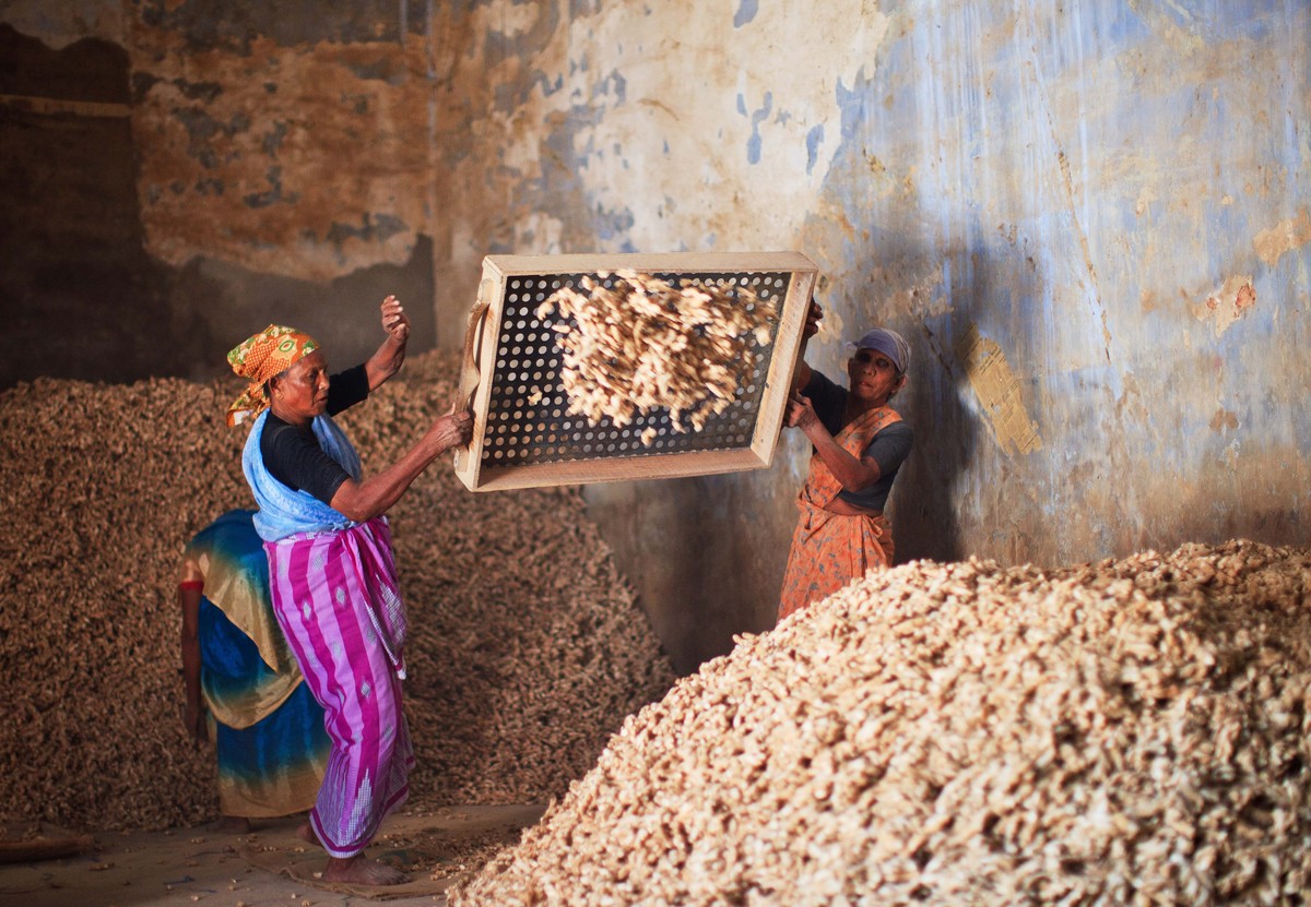 Những nữ công nhân tại nhà máy sản xuất gia vị ở Kerala, Ấn Độ. (Ảnh: EyesWideOpen/Getty Images)