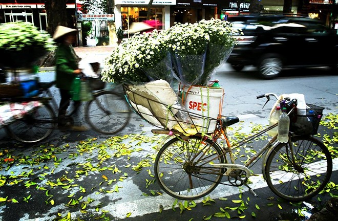 Cúc họa mi - Một loại hoa đặc trưng khi đông về của Hà Nội theo chân người bán rong tỏa đi khắp thủ đô.