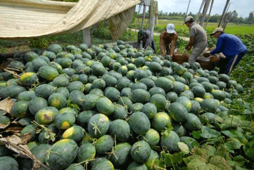 Dân trồng dưa hấu trắng tay vì giá dưa 1000 đồng/kg không ai mua