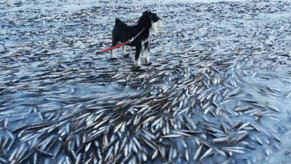 Tại đảo Lovund, Na Uy hàng nghìn con cá bị đóng băng dưới mặt biển trong thời tiết chỉ ở mức -8 độ C.