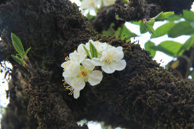 Bông hoa nở ra từ thân cây gỗ