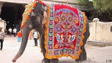 Voi (Ấn Độ): Ấn Độ là một trong những quốc gia rất xem trọng voi. Sinh vật này là biểu tượng cho may mắn, tượng trưng cho quyền lực, tính vững bền và sự thông thái.
