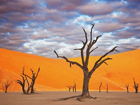 Những cồn cát đỏ và cây xương rồng khiến khung cảnh ở công viên Namib Naukluft, Namibia giống như trên Sao Hỏa.