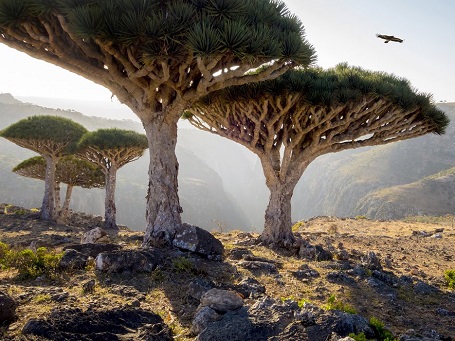 Hình dáng kỳ lạ của thực vật và địa hình nơi đây khiến Socotra ở Yemen trông giống như thuộc về một hành tinh nào khác ngoài Trái Đất.