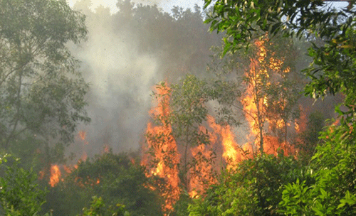 Cháy lớn ở Vườn quốc gia Hoàng Liên