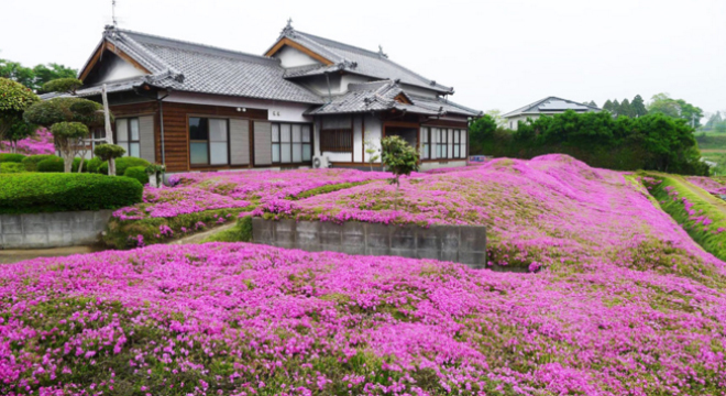 Toàn cảnh khóm cây hoa shibazakura quanh nhà của ông bà Kuroki thành quả 2 năm ông nuôi trồngvà chăm sóc.
