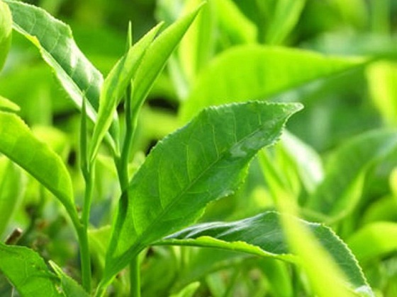 Cách đơn giản nhất là nhâm nhi 2 đến 3 tách trà xanh mỗi ngày, có thể thêm đường hoặc mật ong.