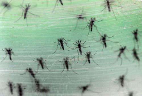 Khả năng bùng phát dịch bệnh do virus Zika ở Việt Nam là rất lớn