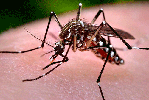 Muỗi truyền vi rút Zika xuất hiện 100% tại địa bàn Hà Nội