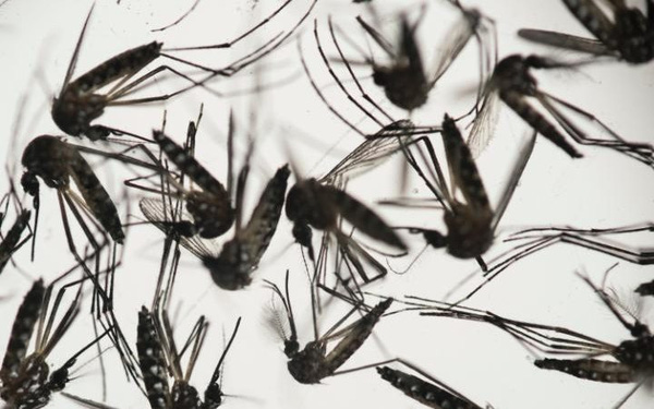 Virus Zika có thể hủy hoại nghiêm trọng não người lớn