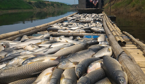 Hàng chục tấn cá chết trắng sông Bưởi, nhà máy mía nhận xả thải