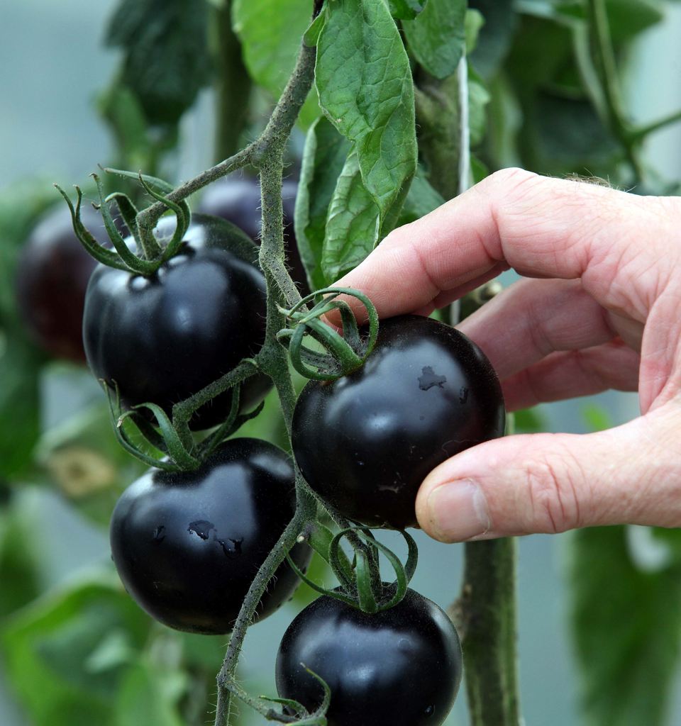 Bí quyết trồng cà chua đen sai trĩu quả trên sân thượng