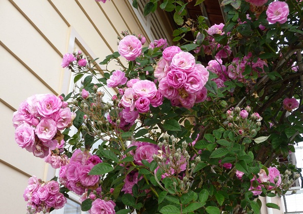 Bí quyết trồng hoa hồng leo ngát hương trên ban công