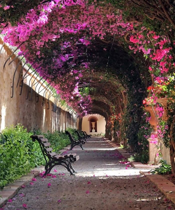 Valencia, Spain- dọc lối đi là giàn hoa giấy mọc kín, xen lẫn màu xanh của lá, màu đỏ rực của hoa và màu nâu của rễ cây, của những nét cũ kĩ. Nơi này khiến người ta tưởng chừng mình đang lạc vào thế giới cổ tích