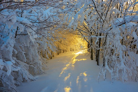 Cảnh bình minh trong một cánh rừng mùa đông ở công viên quốc gia Campigna, Ý.