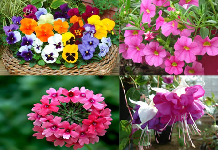 5 loại hoa nở quanh năm có thể trồng ở ban công nhà bạn