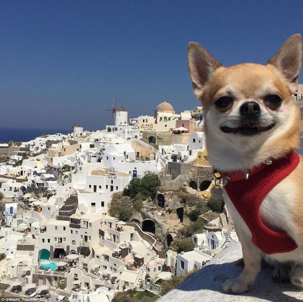 Gặp gỡ những chú chó nổi tiếng vì đi vòng quanh thế giới
