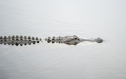 Hãi hùng bé trai 2 tuổi bị cá sấu lôi tuột xuống hồ
