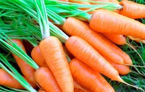Các thành phần dinh dưỡng như vitamin nhóm B và vitamin C có trong cà rốt cũng có tác dụng làm mềm da, chống lão hóa. Cà rốt còn làm giảm nguy cơ ung thư buồng trứng ở nữ giới.