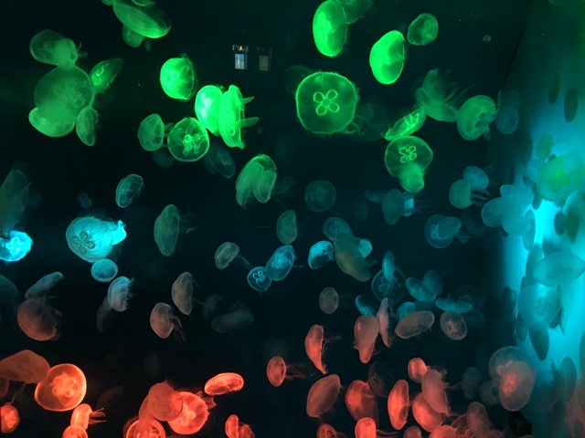 Đàn sứa biển muôn màu sắc