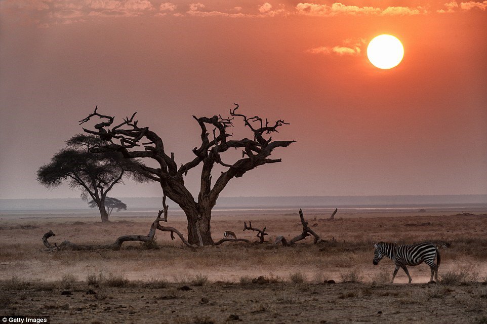 Ở Kenya, mặt trời lúc hoàng hôn dường như to hơn những nơi khác, tạo ánh sáng huyền ảo trên đồng cỏ rộng lớn.