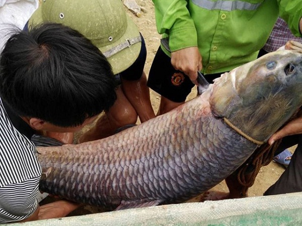 Thái Nguyên: Vô tình bắt được cá trắm 