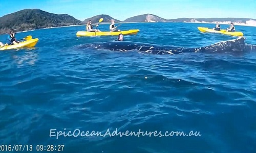 Trong video một du khách quay lại cho thấy chú cá voi dài khoảng 8 m đang cố gắng tiếp cận, ra tín hiệu bằng cách cọ vào thuyền của nhóm du khách để cầu cứu. Sau đó, một người điều hành tour tên Tyron van Santen đã nhảy xuống nước để giúp đỡ chú cá voi.