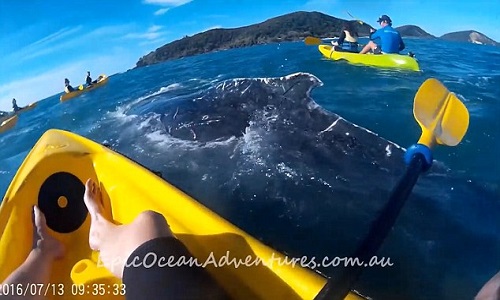Ngày 13/7, nhóm du khách gồm 18 người đang chèo thuyền ở Double Island Point, Australia giải cứu thành công cá voi khổng lồ mắc lưới ngư dân.