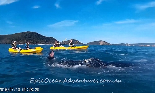 Theo Brisbane Times, ngày 13/7, nhóm du khách 18 người đang chèo thuyền tại vùng biển Souble Island Point thuộc bờ biển Sunshine Coat, bang Quensland, Australia thì thấy chú cá voi chưa thành niên bơi tới gần ra tín hiệu cầu cứu.