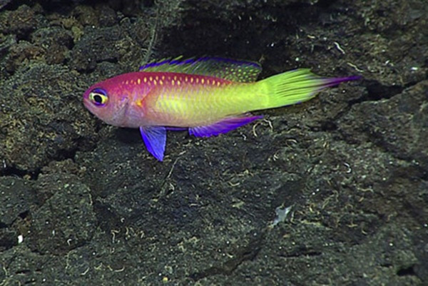 Một con cá đầy màu săc, được phát hiện ở núi ngầm dưới biển Eifuku.